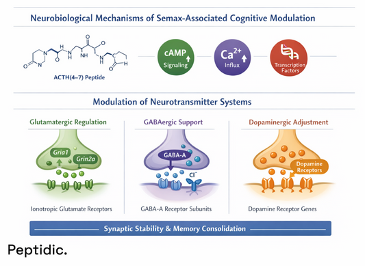 What Neurobiological Processes Explain Semax-Associated Cognitive Modulation?