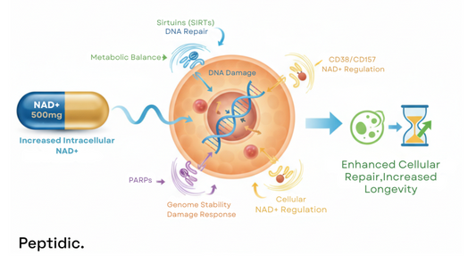 Diagram showing how 500mg NAD+ increases cellular repair, supports DNA pathways, and longevity.