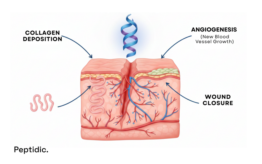 TB-500 mechanism illustrating enhanced collagen deposition, angiogenesis, and faster wound healing.