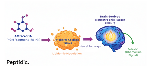 Diagram illustrates AOD-9604’s modulation of visceral fat affecting neural pathways and BDNF via CX3CL1.